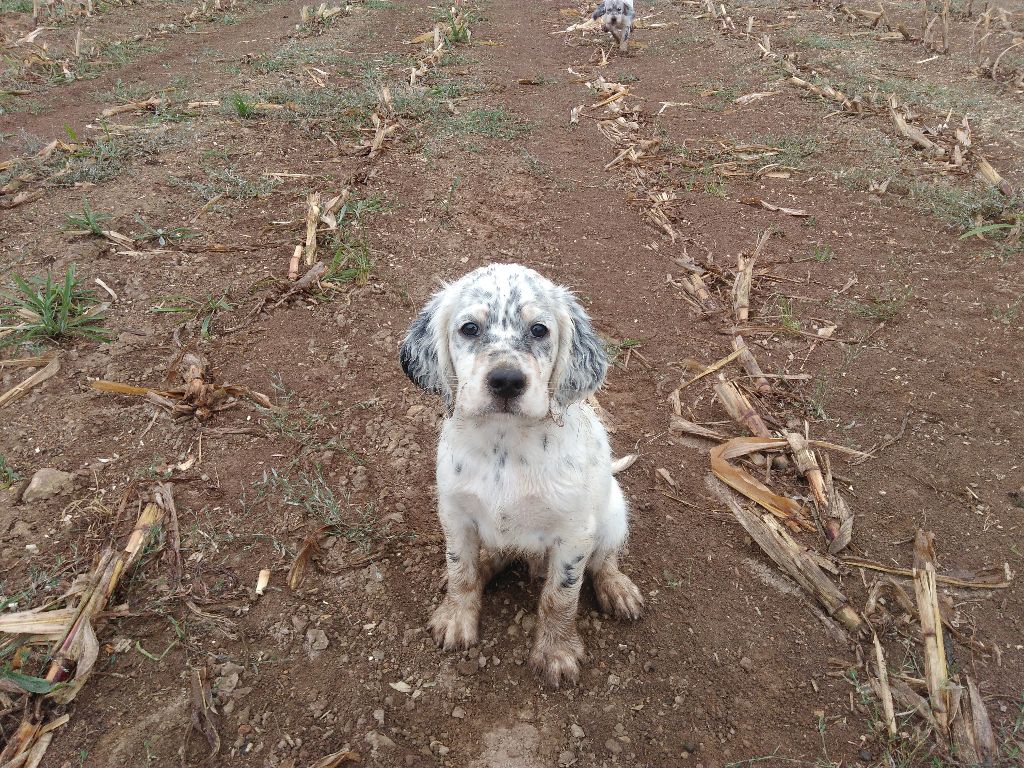 Des Berges De La Loire - CHIOTS D HELISS