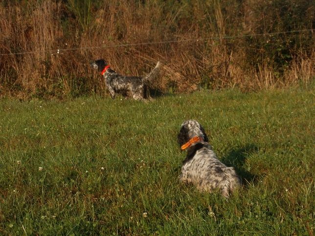 sortie chasse canelle -havane, 